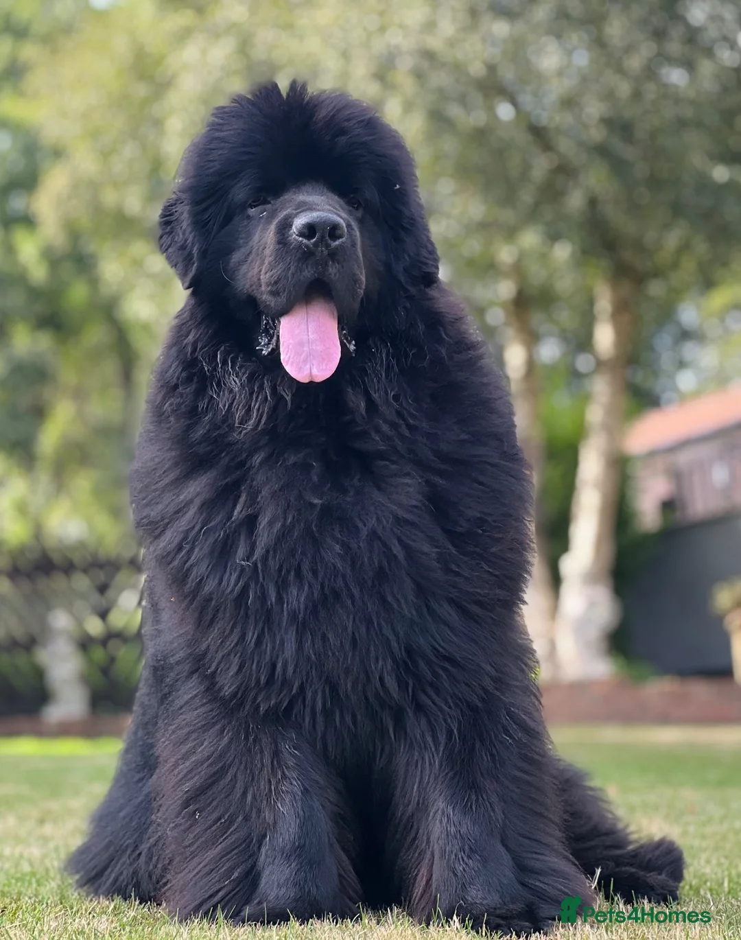 Newfoundland dogs for stud: Beautiful Newfoundland boy for stud  - Advert 2