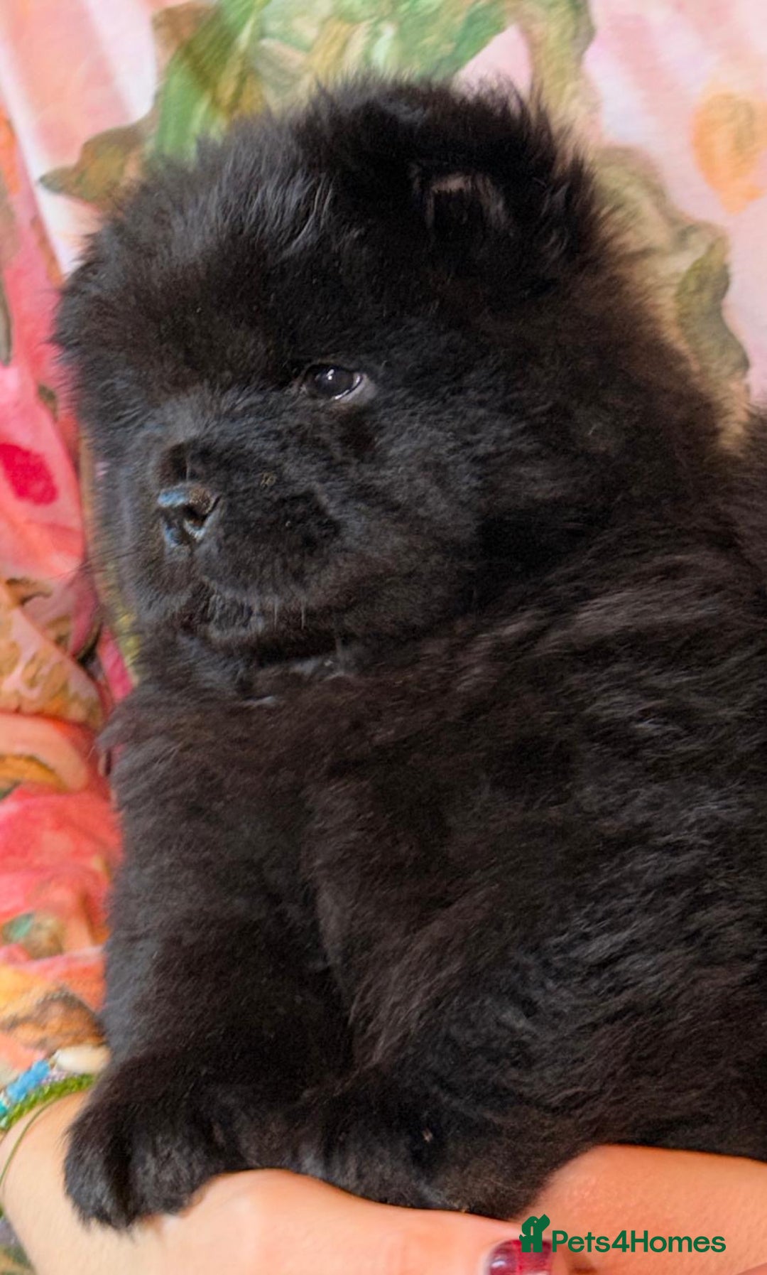 Chow Chow dogs for sale: Ready to go to their new homes.  - Advert 11