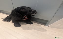 Cocker Spaniel dogs for sale: 12 Week old Cocker Spaniel  - Image 1