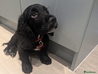 Cocker Spaniel dogs for sale - Advert 1