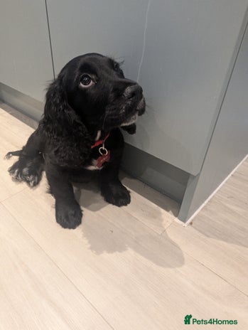 Cocker Spaniel dogs - Advert 2