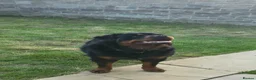 Rottweiler dogs for sale: Gorgeous long haired Rottweiler  in Swindon - Advert 2
