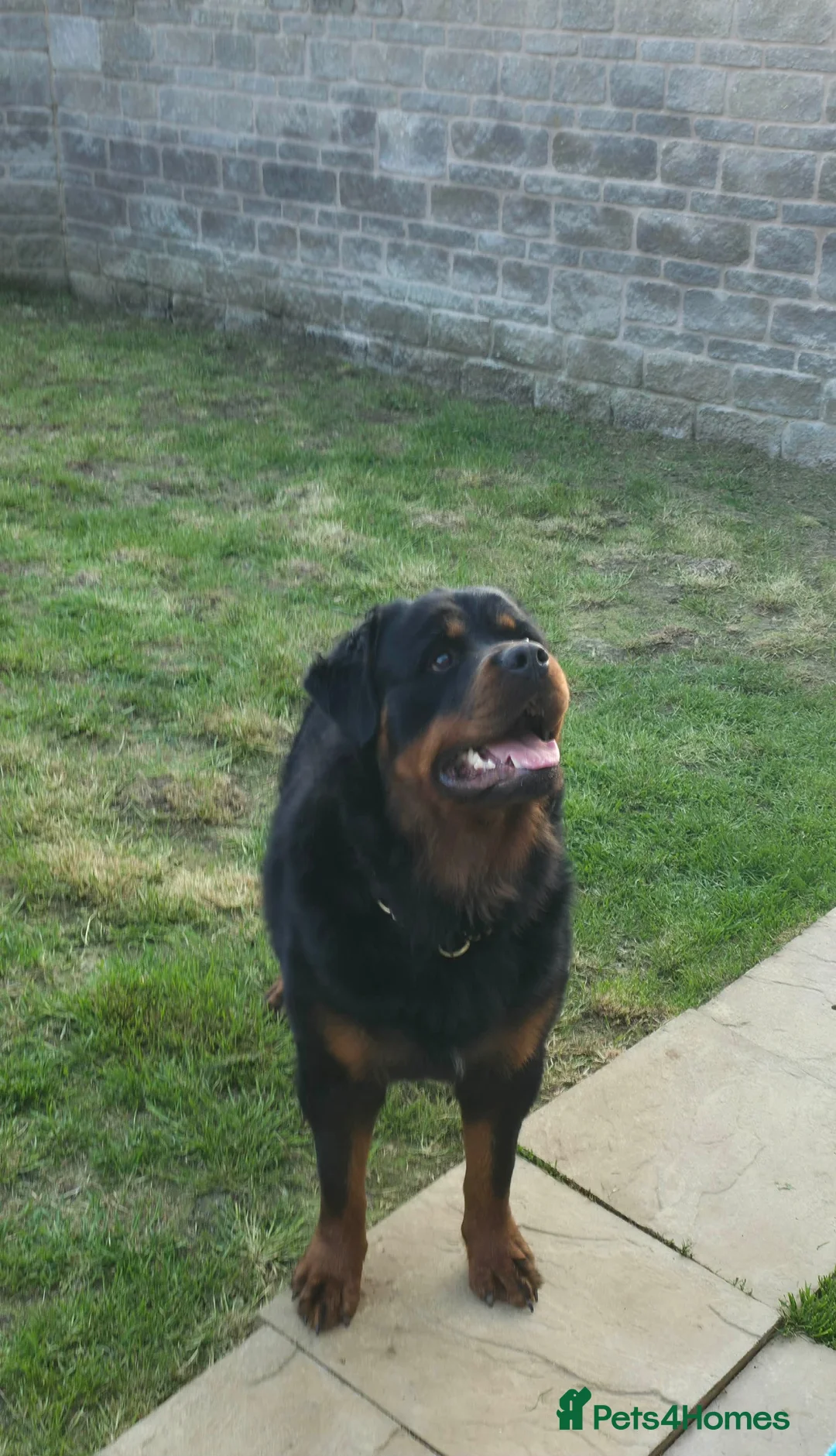 Rottweiler dogs for sale: Gorgeous long haired Rottweiler  in Swindon - Advert 2