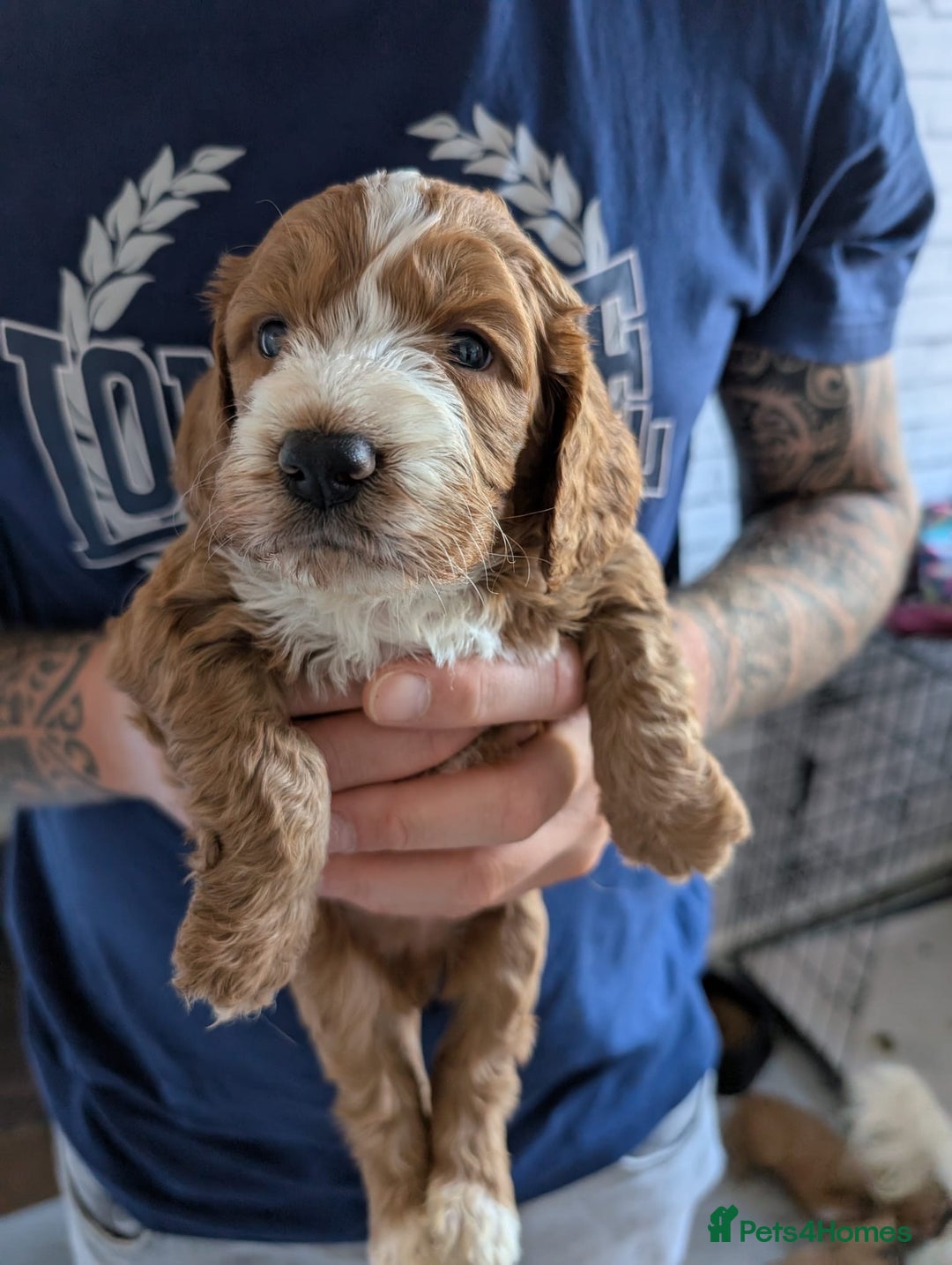 Cockapoo dogs for sale: Cockerpoo pups for sale in Witham - Image 4