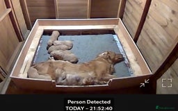 Golden Retriever dogs for sale: Working golden retriever puppies  - Image 11