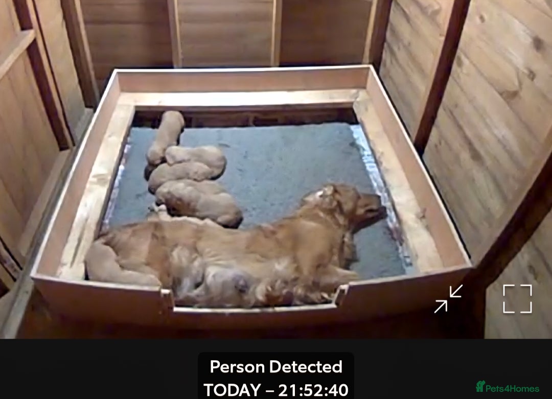 Golden Retriever dogs for sale: Working golden retriever puppies  - Image 11