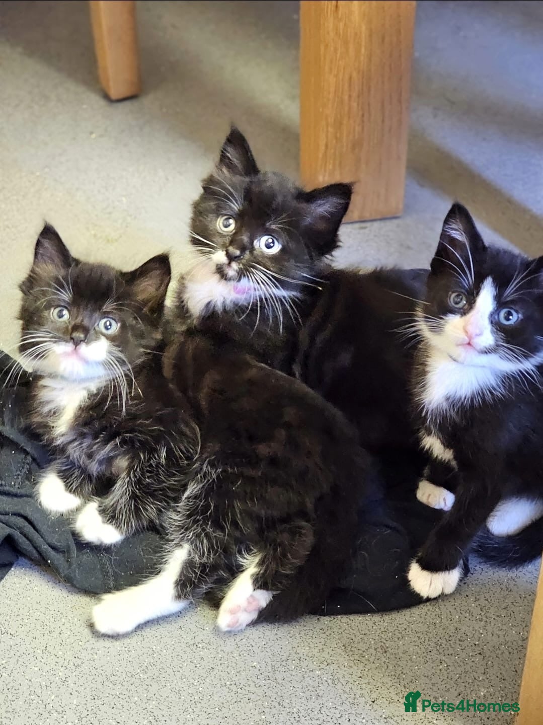 Mixed Breed cats Kittens Ready Now!! - Advert 2