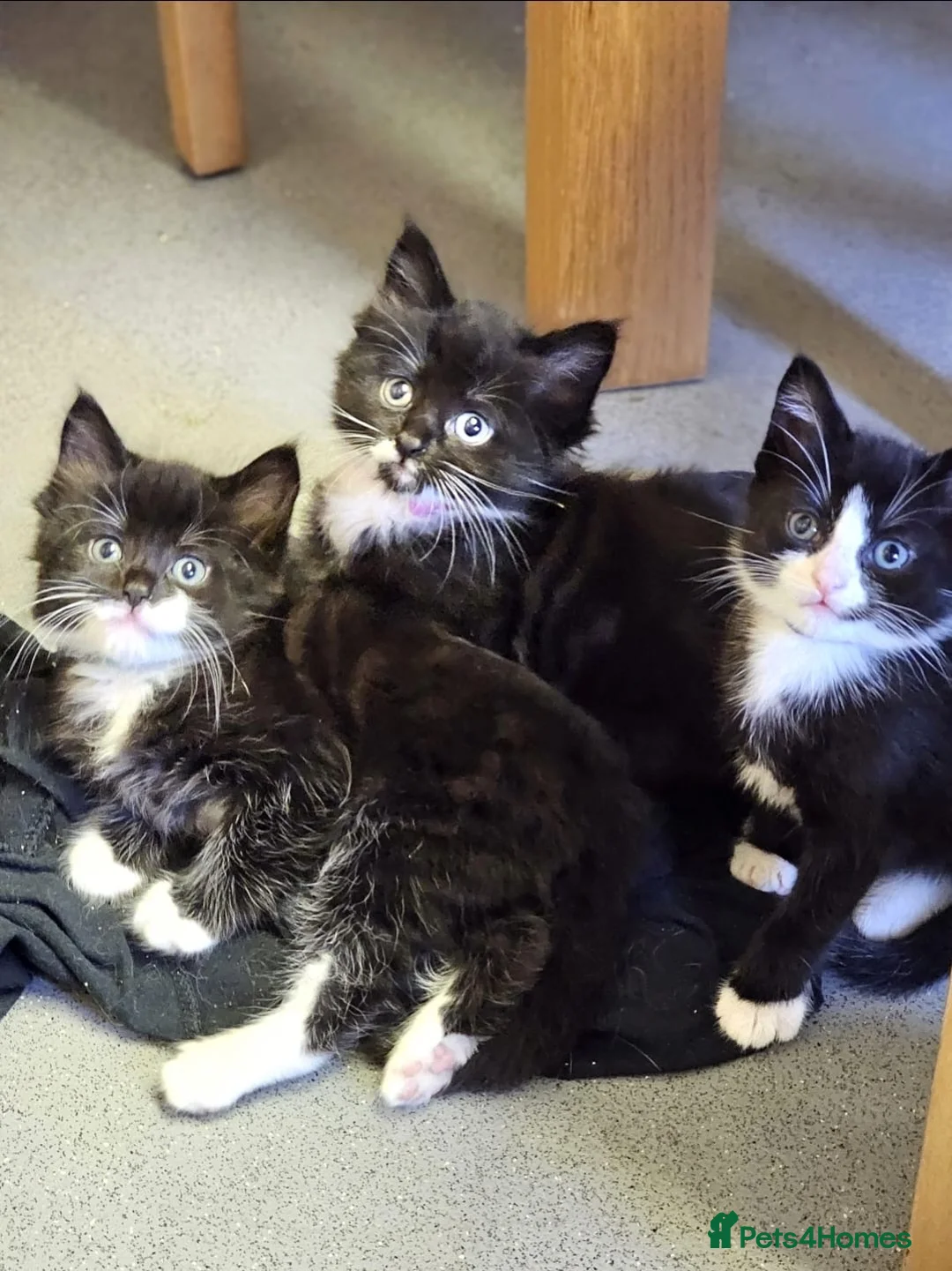Mixed Breed cats for sale: Kittens Ready Now!! - Advert 1