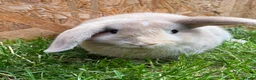 Mini Lop rabbits for sale: Beautiful coloured mini lops - Advert 11