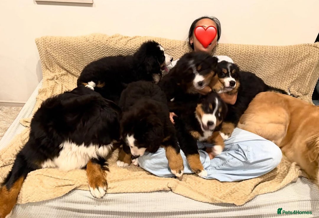 Bernese Mountain Dog dogs for sale: Bernese Mountain Dog Puppies - Image 2