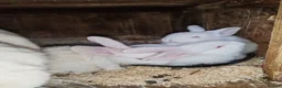 New Zealand rabbits for sale: Pure gorgeous new Zealand white rabbit  - Advert 6