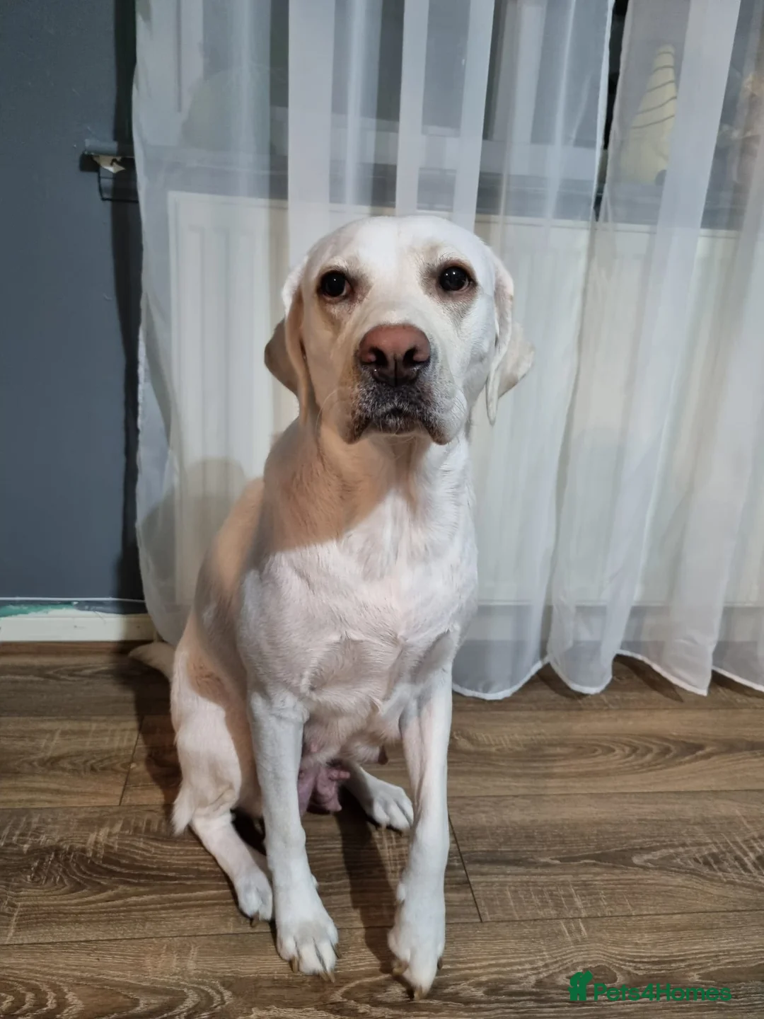 Labrador Retriever dogs for sale: STUNNING LABRADOR PUPPIES 2 RESERVED, 5 AVAILABLE - Advert 11