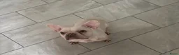 French Bulldog dogs for sale: Last baby girl ready now 🐾🩷 - Advert 8