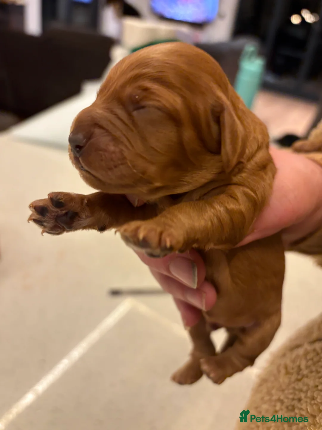 Cavapoo dogs for sale: CAVAPOOS RED TOY SIZE  - Advert 15