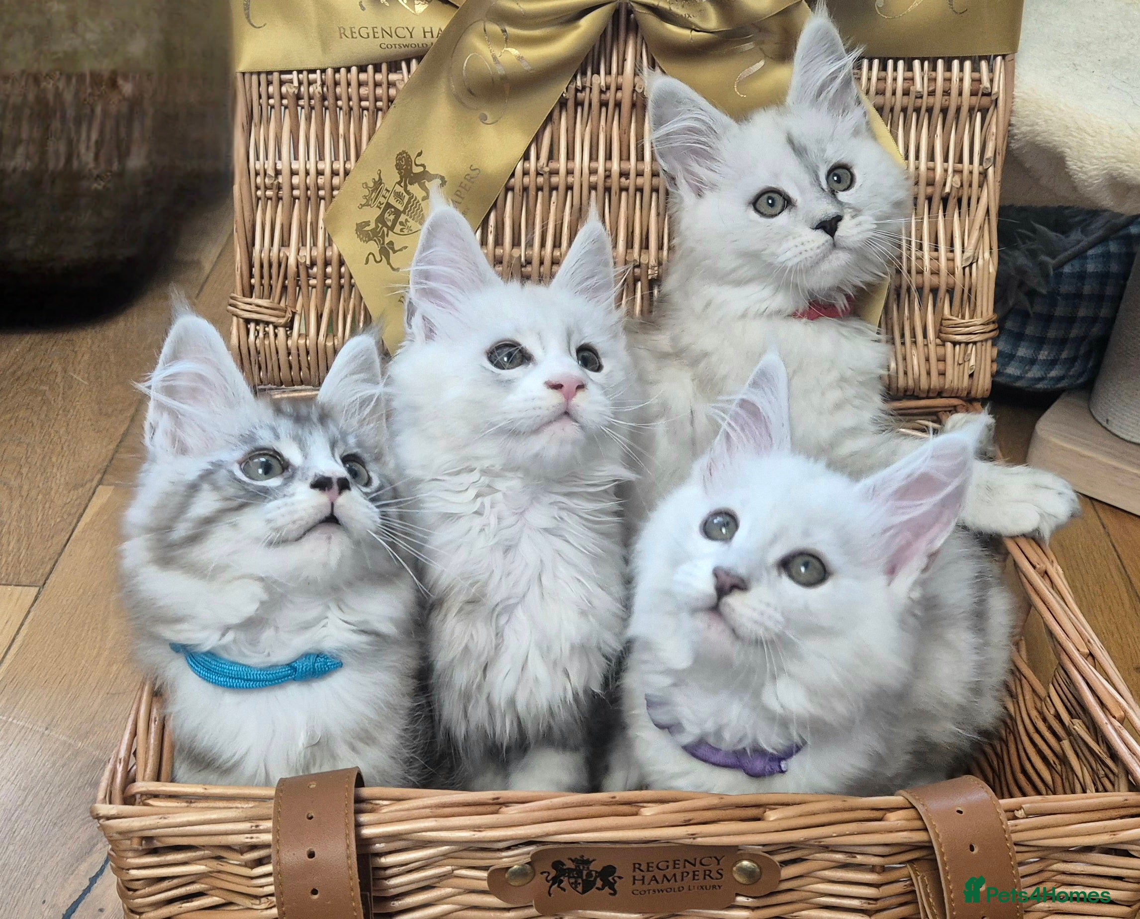 Maine Coon cats GCCF Pedigree Maine Coon Kittens Rare Shaded - Advert 11