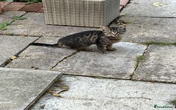 Mixed Breed cats for sale: 3 Kittens for sale - Image 1