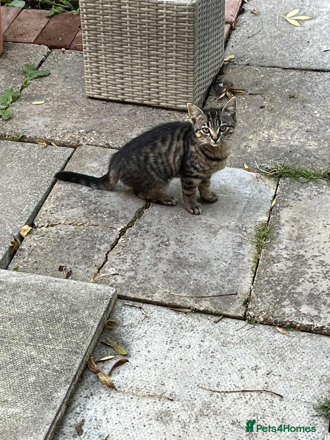 Mixed Breed cats for sale: 3 Kittens for sale - Image 1