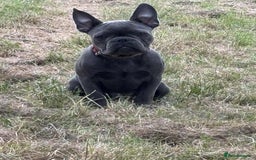 French Bulldog dogs for sale:  Last 2 puppies for  700 !!!   💕🐶 in Swansea - Image 21