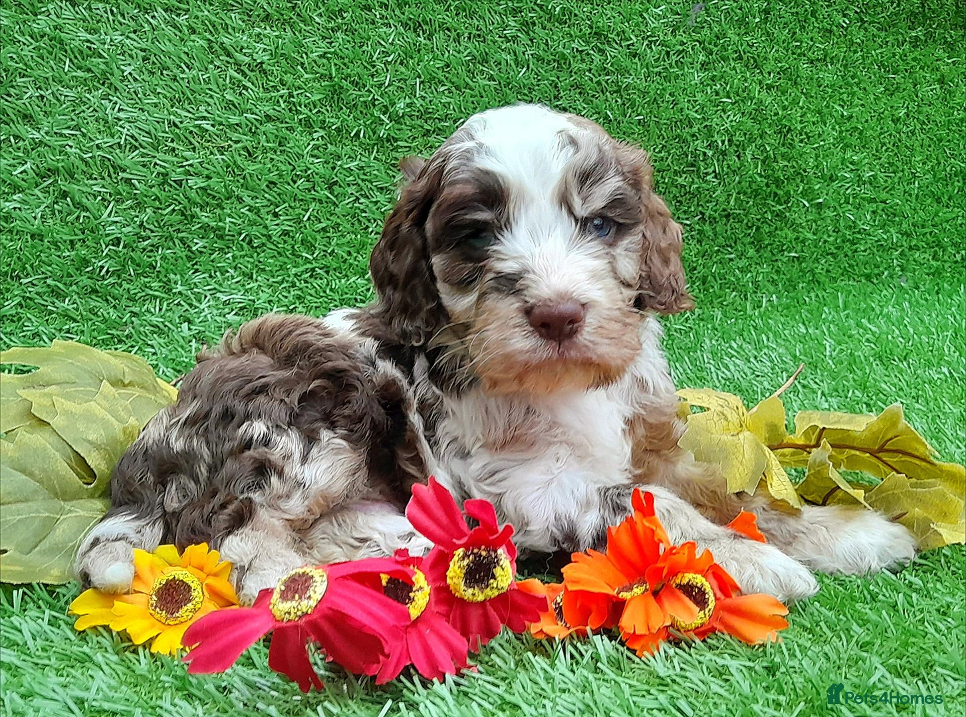 Cockapoo dogs Beautiful litter of F1 Cockapoo's - Advert 1
