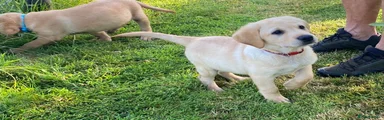 Labrador Retriever 4