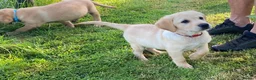Labrador Retriever dogs for sale: KC Registered Labrador Retriever puppies  - Advert 31