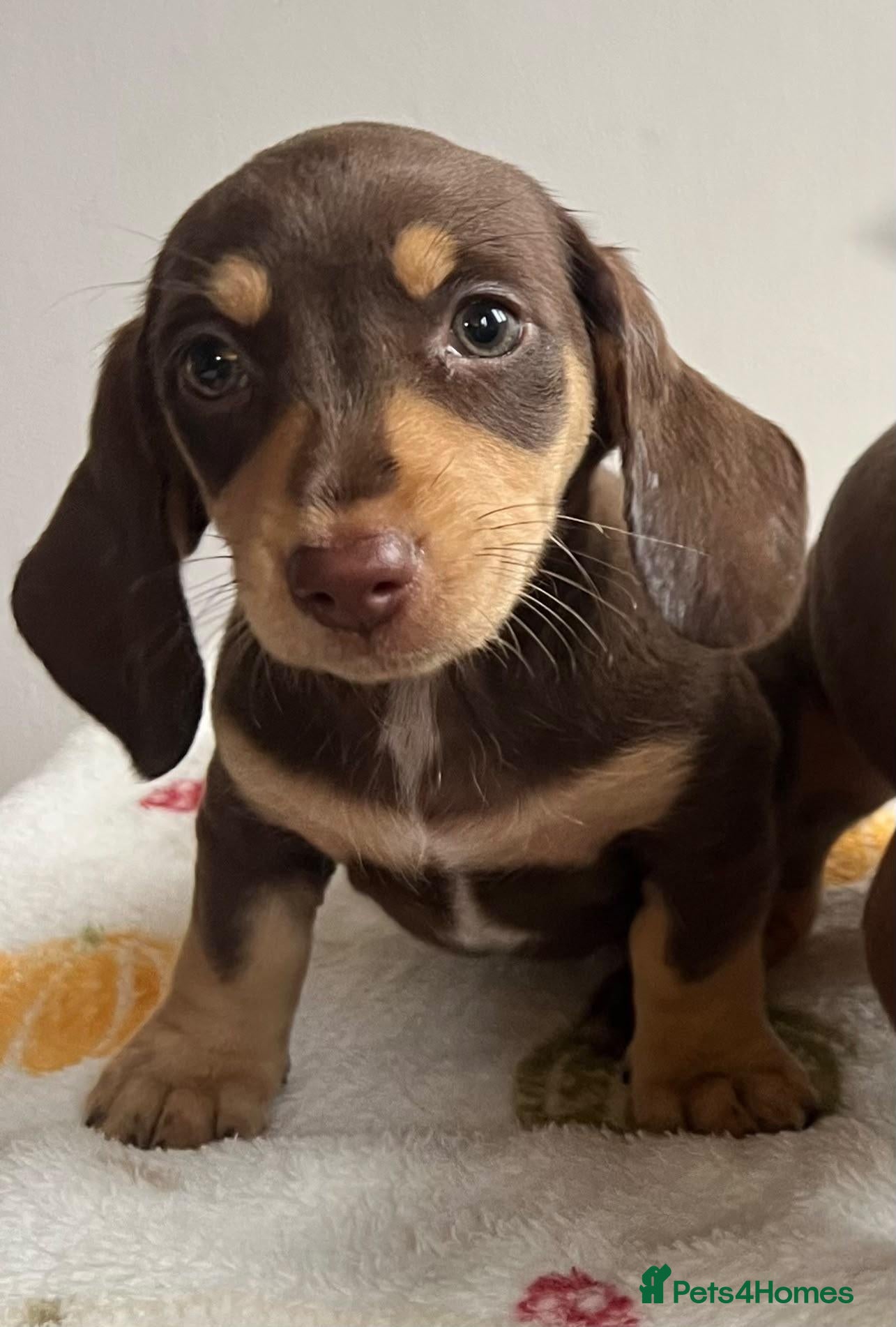 Miniature Dachshund dogs Miniature dachshund  - Advert 2
