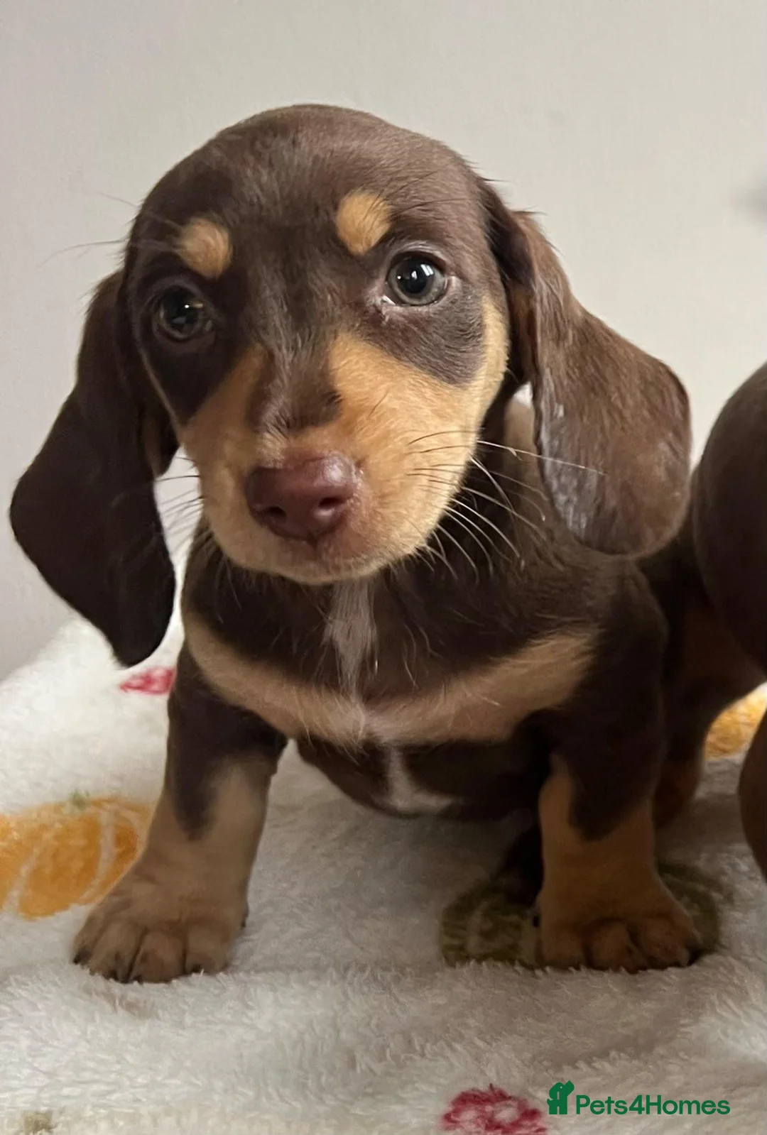 Miniature Dachshund dogs for sale: Miniature dachshund  - Advert 2