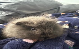 Guinea Pig rodents for sale: 2 guinea pigs  - Image 1