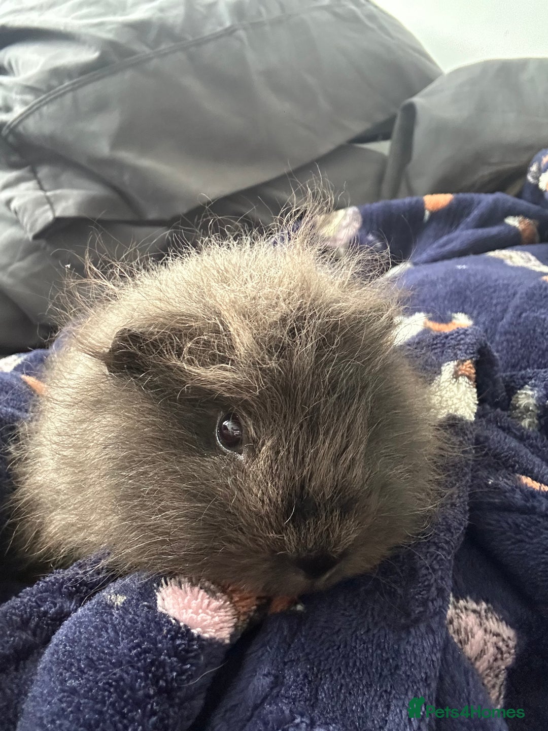 Guinea Pig rodents for sale: 2 guinea pigs  - Image 1