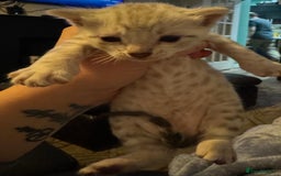 Bengal cats for sale: 2 snow lynx point boys - Tica available   - Image 6