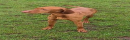 Hungarian Vizsla dogs for sale: Stunning loving Hungarian vizla  - Advert 2
