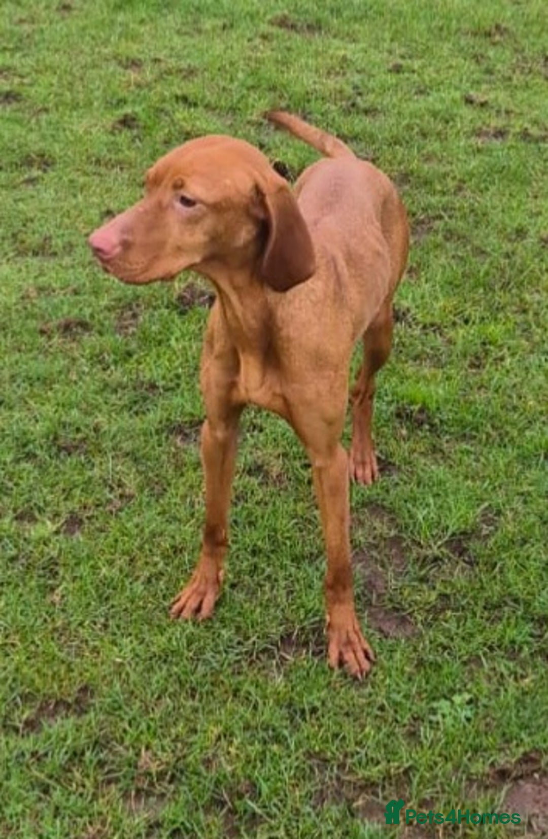 Hungarian Vizsla dogs for sale: Stunning loving Hungarian vizla  - Advert 2