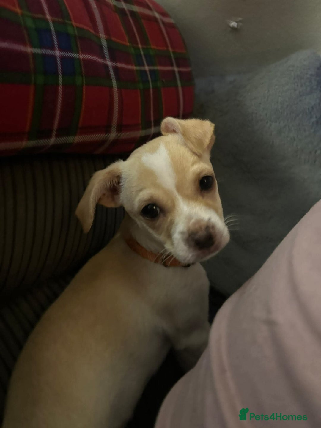 Mixed Breed dogs for adoption: Meet Ernie, currently residing in Cheshire  - Image 2