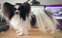 Papillon dogs for sale: 1 beautiful papillon girl puppy for sale - Image 5