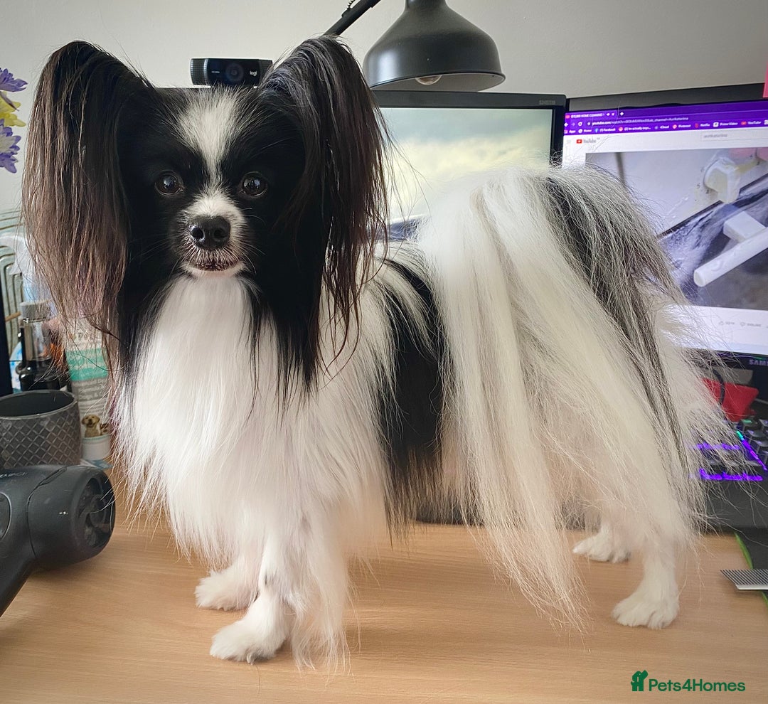 Papillon dogs for sale: 1 beautiful papillon girl puppy for sale - Image 5