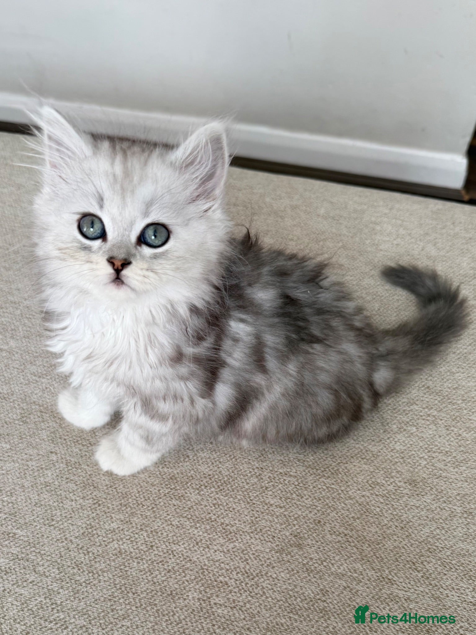 Persian cats Only 1 boy available 🥹 ready to leave! - Advert 2