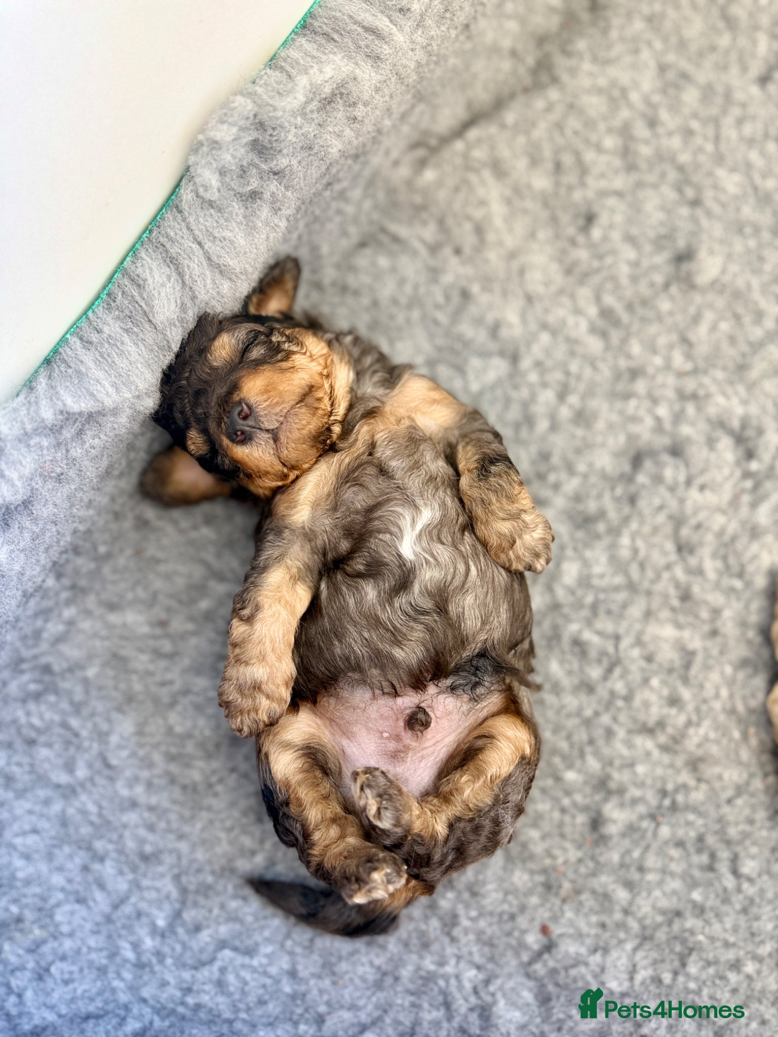 Cockapoo dogs ✨Exceptional F1BB Cockapoo Puppies✨ - Advert 10