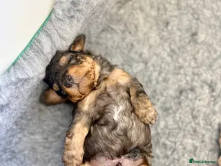 Cockapoo dogs ✨Exceptional F1BB Cockapoo Puppies✨ - Advert 10