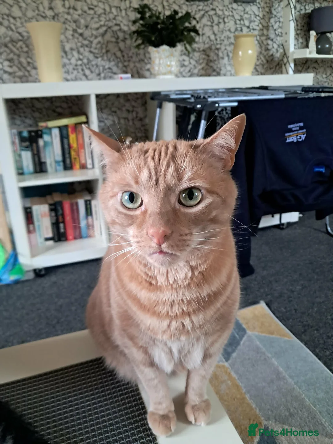 Mixed Breed cats for sale: 2 boys for adoption  - Advert 3