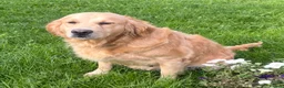 Golden Retriever dogs for sale: Beautiful 5 year old Golden Retriever Girl  - Advert 1