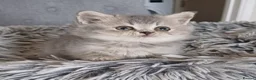 Scottish Fold cats for sale: Stunning TICA Scottish fold and straight kittens   - Advert 12