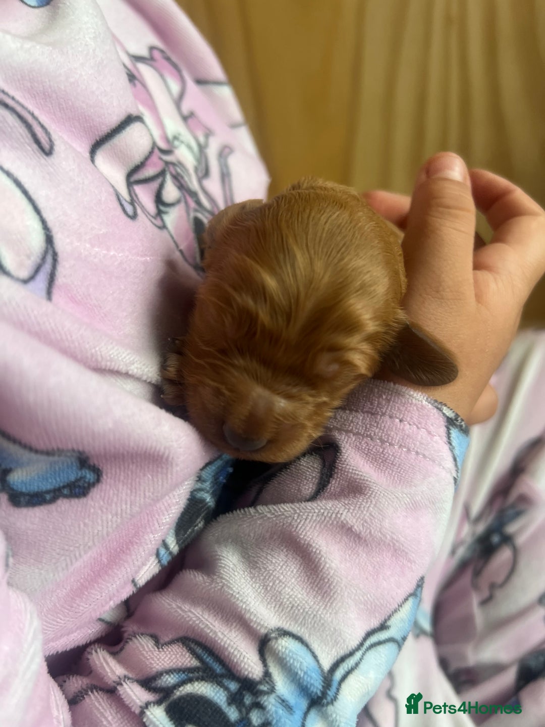 Cockapoo dogs for sale: Beautiful cockerpoo puppies  - Image 9
