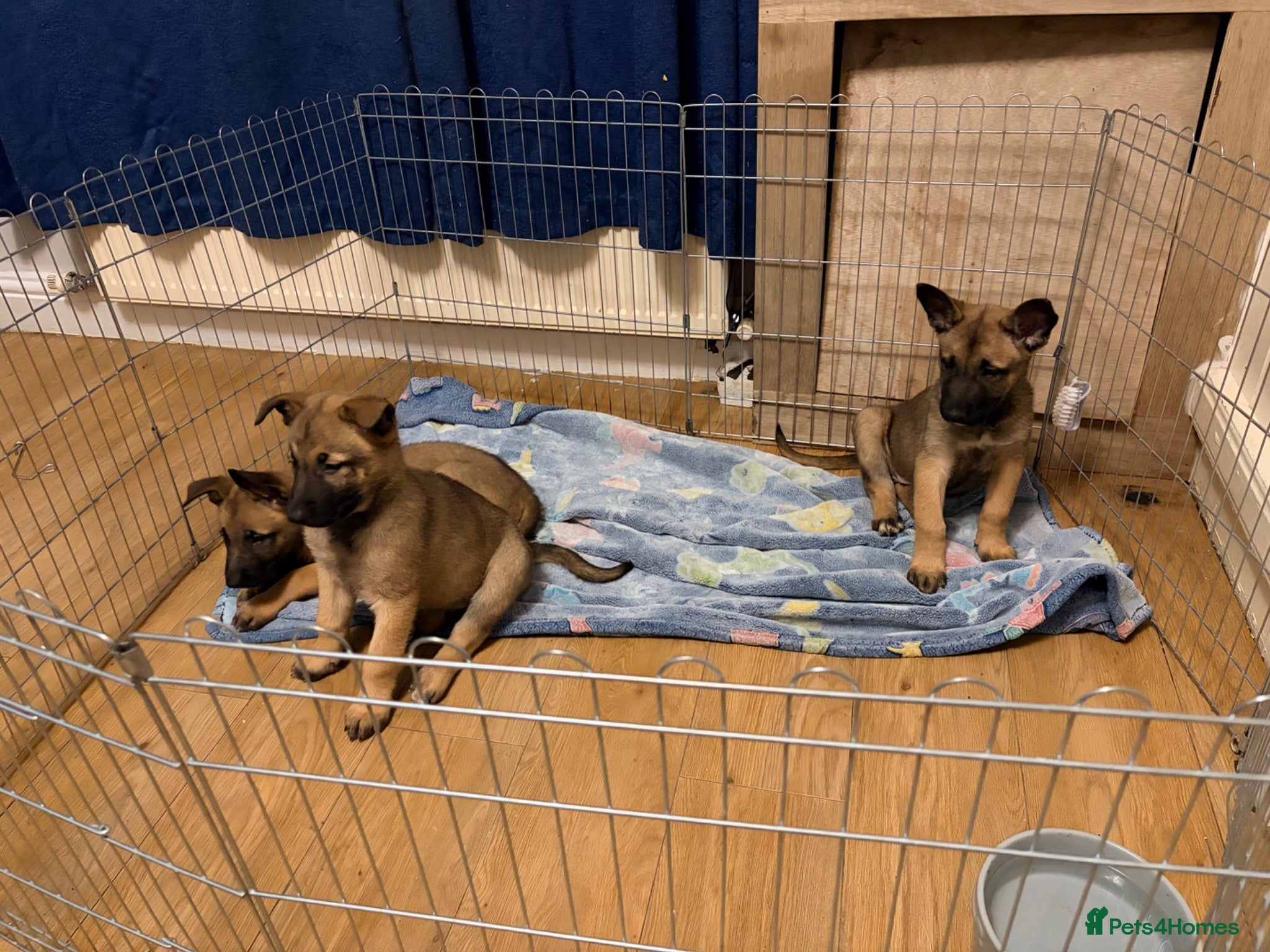 Belgian Shepherd Dog dogs 3 female Belgian malinois 9 weeks old  - Advert 1