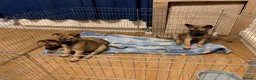 Belgian Shepherd Dog dogs for sale: 3 female Belgian malinois 9 weeks old  - Advert 1