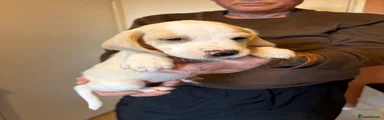 Beagle 3