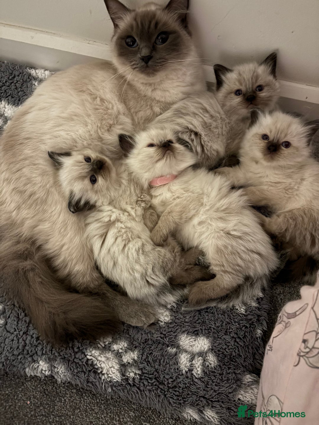 Ragdoll cats for sale: New kittens on the block  - Advert 14