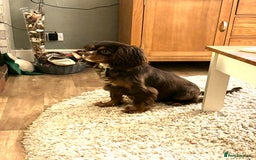 Cavapoo dogs for sale: Cute Cavapoo Puppies Ready for Loving Homes!  - Image 5
