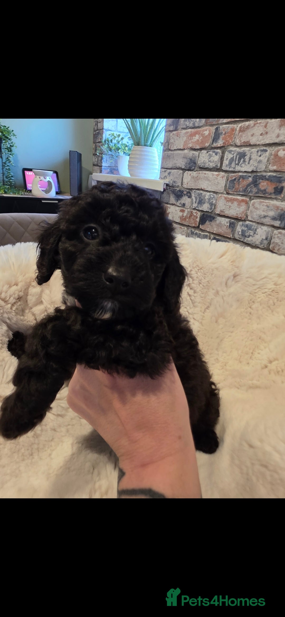 Cockapoo dogs for sale: F1b toy cockapoo puppies ready 3/11/25 - Image 8