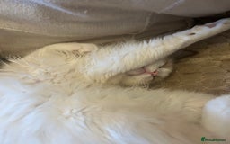 Ragdoll cats for sale: Ragdoll Cherubim Mink Lilac Chocolate TICA - Image 6