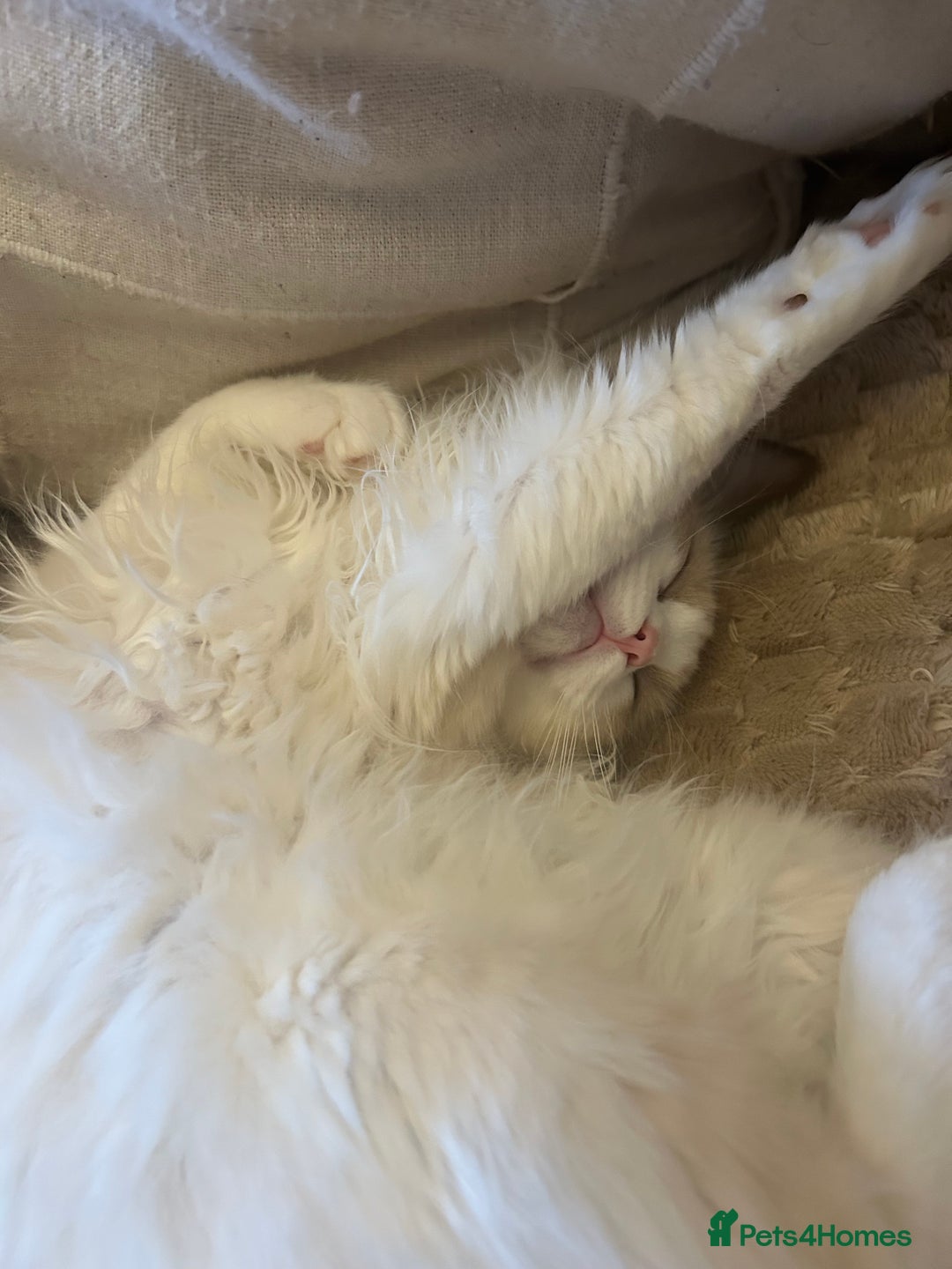 Ragdoll cats for sale: Ragdoll Cherubim Mink Lilac Chocolate TICA - Image 6